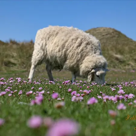 Im Haus Nordland App 24 Lägenhet Westerland